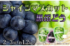 田園紳士厳選 シャインマスカット・黒葡萄セット　DE00143