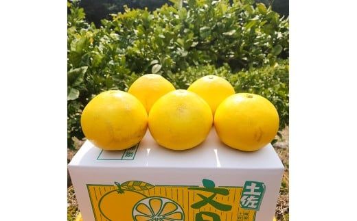 【先行予約】石元農園の土佐文旦　家庭用　約10キロ（14～22玉）〈2027年2月～発送〉 期間限定 土佐文旦 文旦 10kg ぶんたん 果物 柑橘 フルーツ 高知県産 家庭用 おいしい【石元農園】 [BQBH002]