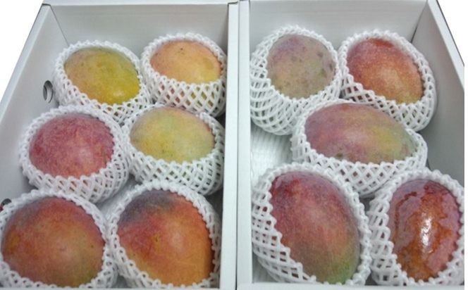 【2027年発送】訳あり品！！大宜味村産マンゴー【約2kg・白箱】