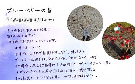 ブルーベリー の 苗 2品種セット （品種おまかせ） ラビットアイ系 ハイブッシュ系サザン サザンハイブッシュ系 苗 庭木 果樹 ガーデニング [BG013us]