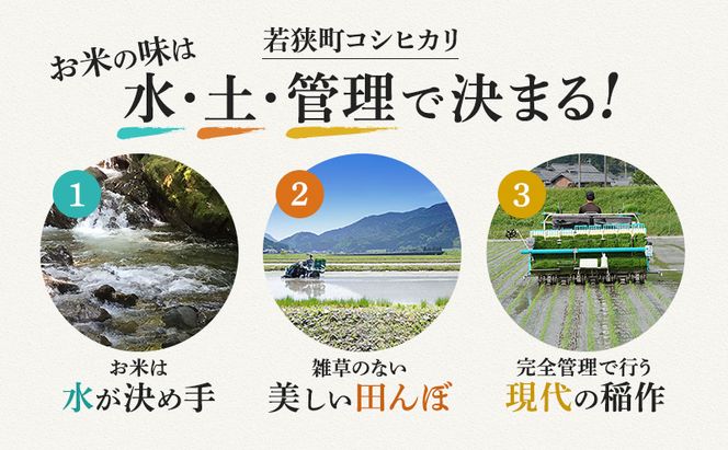 【3月お届け】若狭町コシヒカリ5kg 米 お米 こしひかり 福井県