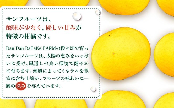 【訳あり】サンフルーツ 約10kg ※離島への配送不可 IKTAU012
