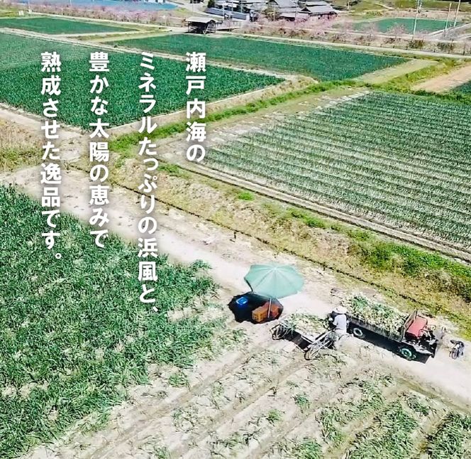【新玉ねぎ】淡路島たまねぎ（10キロ）【発送時期：2026年5月頃】　玉ねぎ 産地直送