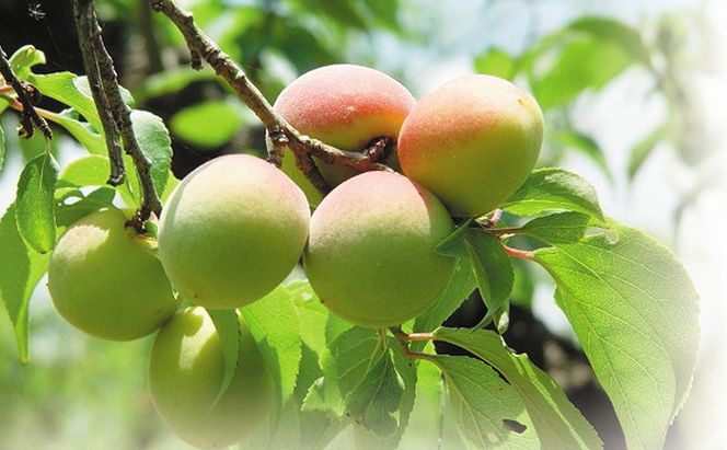 梅干し 訳あり 若狭のすっぱい梅干し 計 900g (300g×3袋) しそ梅干し 梅 しそ しそ漬け 梅干 小分け お弁当 弁当  うめ ウメ 福井県 福井 若狭町 若狭