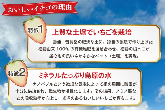 AI377 【2025年12月発送開始】いちご ほおばるベリー 約 1kg 250g 4パック [ 苺 イチゴ 1キロ 甘い おいしい あまい フルーツ 果物 出田農円 長崎県 島原市]