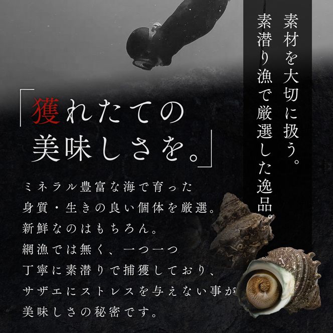 活さざえ 約2kg セット 詰め合わせ 若狭湾産 活 さざえ サザエ 貝 貝類 魚介 魚介類 海鮮 海鮮セット 新鮮 福井 福井県 若狭町
