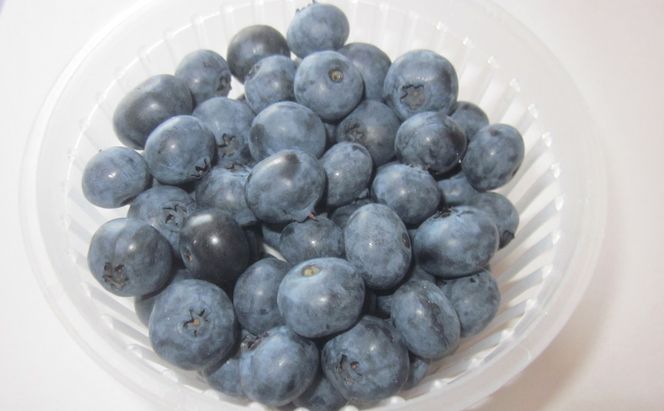 [先行受付] 農園の加工用 ブルーベリー 約2kg サイズ混載 北海道 仁木町産 果物 果物類 フルーツ 仁木 [小林信幸]
