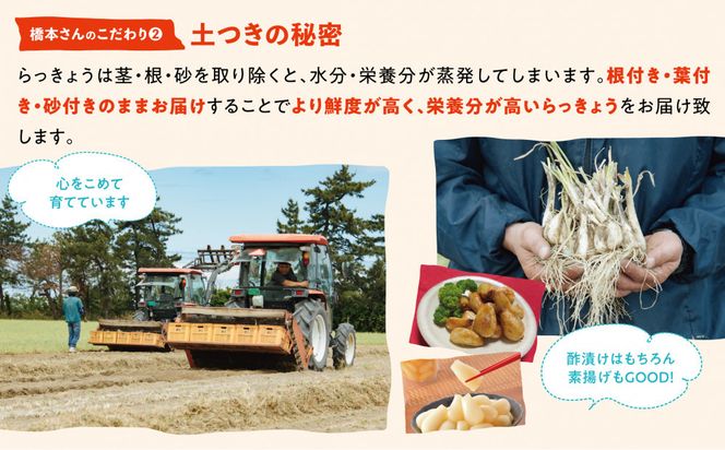 橋本さんちの根付き生らっきょう 3.6kg 312011_BL004