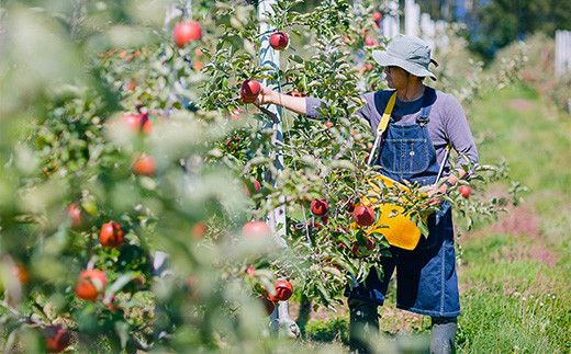 岩手県花巻市滝田産　宇津宮果樹園の林檎屋果汁りんごジュース30缶セット【ジョナゴールド】 【635-2】