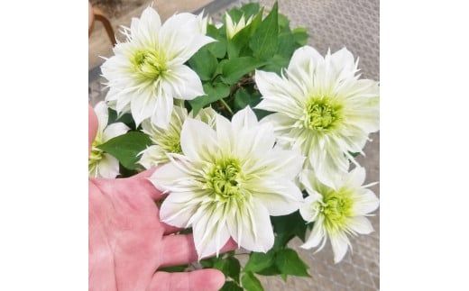 【先行予約】【長谷川園芸】オリジナル クレマチス「華川」〔ベストフラワー賞受賞品種〕５寸【母の日 ギフト プレゼント 贈答 花のある生活】(AT213)