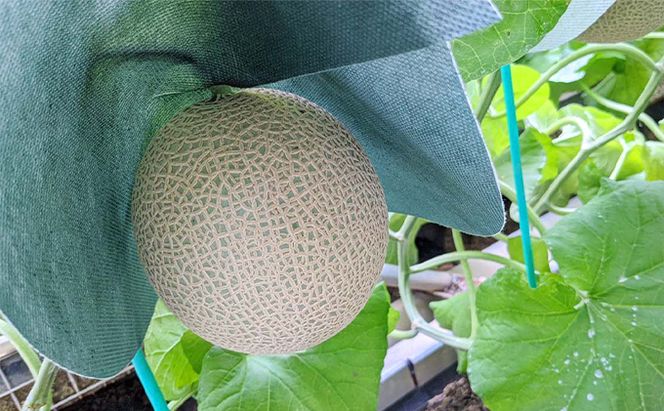 クラウンメロン【上（山等級）】中玉（1.3kg前後）1玉入り 人気 厳選 ギフト 贈り物 デザート グルメ 果物 袋井市 果物類 メロン青肉 フルーツ