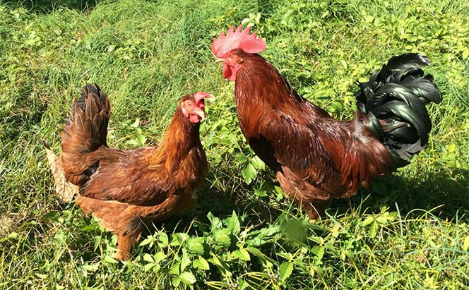 卵 神代の味の再現 奥美濃古地鶏の卵 鶏卵 たまご 玉子 