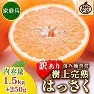 ＜4月より発送＞家庭用 樹上完熟はっさく1.5kg+250g（傷み補償分）【有田の春みかん・五月八朔・さつきはっさく・木生りはっさく・きなりはっさく】【光センサー選別】訳あり・わけあり