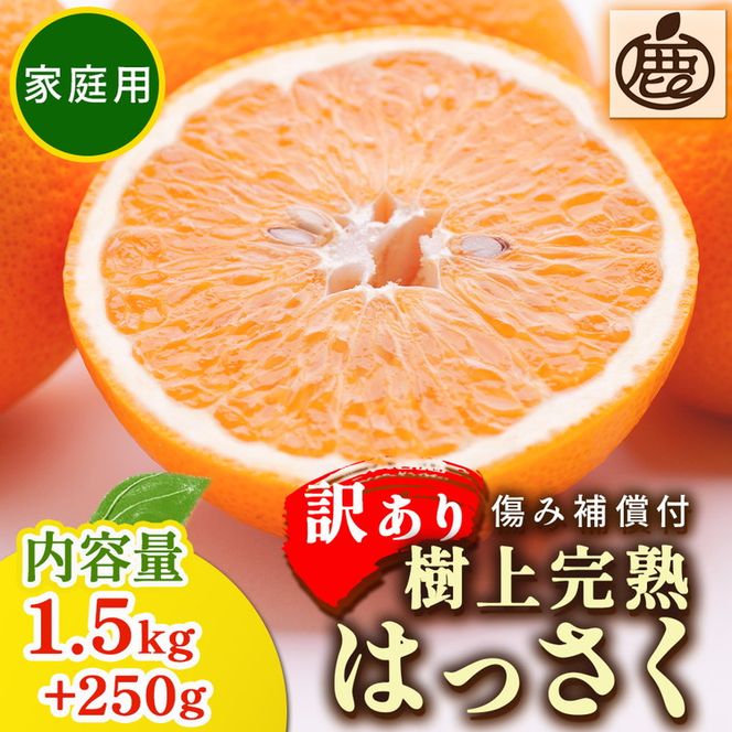 ＜4月より発送＞家庭用 樹上完熟はっさく1.5kg+250g（傷み補償分）【有田の春みかん・五月八朔・さつきはっさく・木生りはっさく・きなりはっさく】【光センサー選別】訳あり・わけあり