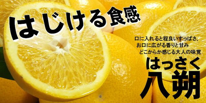 八朔(はっさく)約10kg サイズおまかせ　紀伊国屋文左衛門本舗 ※2027年1月下旬～4月上旬頃に発送予定【kztb411C】
