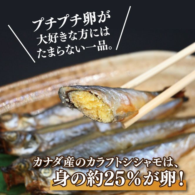 ししゃも 子持ち カラフトシシャモ 超特大 5尾 5パック 子持ちシシャモ カラフトししゃも 大洗 焼くだけ 簡単調理
