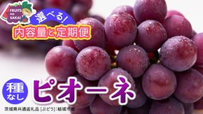 ＼選べる内容量・定期便／ ピオーネ 約1.3kg ～ 5kg （約2房～12房）　単品（1回）・定期便（3か月連続）【2026年8月より発送開始】（茨城県共通返礼品 [ぶどう]：結城市産） ぶどう ブドウ 葡萄 ピオーネ高級 国産 黒ぶどう 旬 お取り寄せ フルーツ 希少品種 デザート