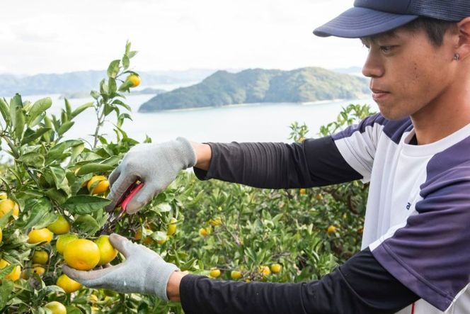 【先行予約】【数量限定】田縁農園の不知火（しらぬい）3kg ※離島への配送不可 （2026年2月10日より順次発送） IKTA018