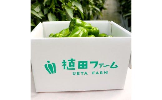 【先行予約】高知県産 植田ファームのこだわりピーマン 2kg〈2026年10月1日～2027年6月下旬〉 ピーマン 甘い 新鮮野菜 サラダ 野菜 おかず 詰め合わせ 絶品 お取り寄せ 美味しい 料理 おうちごはん 新鮮 大容量 高知県 土佐市【株式会社植田ファーム】[BQAT002]