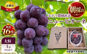ぶどう 2027年 先行予約 ぶどう農園直送 朝採れ ニューピオーネ 大粒 1房(600g以上)  糖度16度以上 ブドウ 葡萄 岡山県 赤磐市産 フルーツ 果物 ギフト