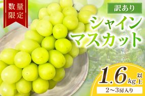 【先行予約／数量限定100】訳ありシャインマスカット 1.6kg以上（2～3房入り）（2026年9月上旬～発送）　FK00023