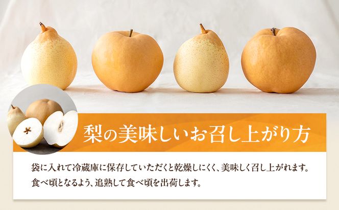 梨 2026年 先行予約 備前横綱梨（あたご梨） 2玉（1玉1～1.5kg）・備前乙女梨（鴨梨） 4～6玉 詰合せ 合計約4.0kg 【11月下旬～12月中旬頃発送】岡山県産 フルーツ ギフト 石原果樹園 果物 