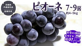 ピオーネ 7～9房 約4～5kg【2026年8月より発送開始】（茨城県共通返礼品 [ぶどう]：結城市産）田舎の頑固おやじが厳選！ ぶどう ブドウ 葡萄 種なし 大粒 高糖度 ギフト 甘い 美味しい フルーツ [BI287-NT]