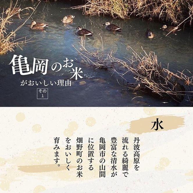 令和7年産 コシヒカリ 5kg ≪米 コメ 白米 京都 丹波 こしひかり 数量限定≫ ※2025年10月以降に順次発送予定