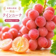 クインニーナ 約500g (1房～2房) 秀品 / ぶどう ギフト 贈答 旬 フルーツ 果物 和歌山 紀美野町産 ※2026年9月下旬～10月上旬に順次発送【frt502-r-0d5】