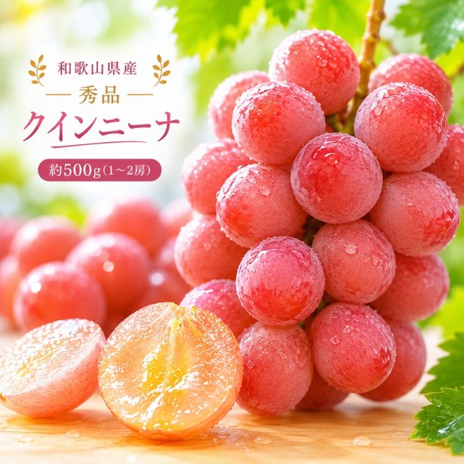 クインニーナ 約500g (1房～2房) 秀品 / ぶどう ギフト 贈答 旬 フルーツ 果物 和歌山 紀美野町産 ※2026年9月下旬～10月上旬に順次発送【frt502-r-0d5】