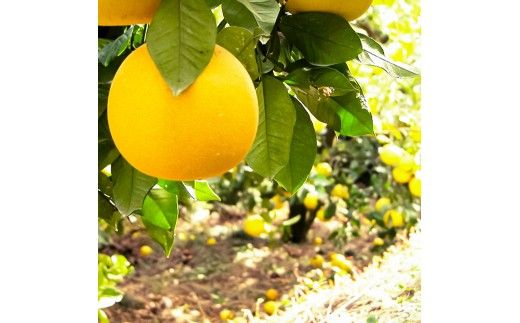 文旦 約10kg M～Lサイズ 24～30玉 ぶんたん ブンタン フルーツ 柑橘 みかん 果物 くだもの 柑橘類 デザート 家庭用 プレゼント ギフト お取り寄せ 国産 常温 配送