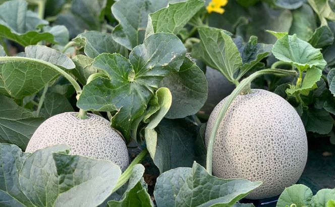 【2026年7月中旬～発送】ふらのメロン 赤肉 2玉 計3.2kg以上 北海道 富良野市 (大島農園)