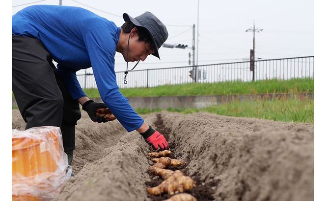 生姜の佃煮 3個