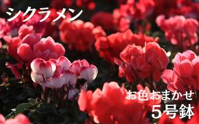 シクラメン (お色おまかせ) 5号鉢　【花】　※北海道・沖縄・離島への配送不可　※2024年11月下旬～12月上旬頃に順次発送予定/花 ガーデニング 家庭 人気 園芸 家庭菜園 庭いじり