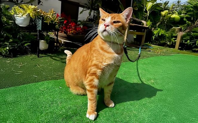 【お礼の品なし】沖縄県金武町でネコを救う　保護猫活動などをサポート（3万円）