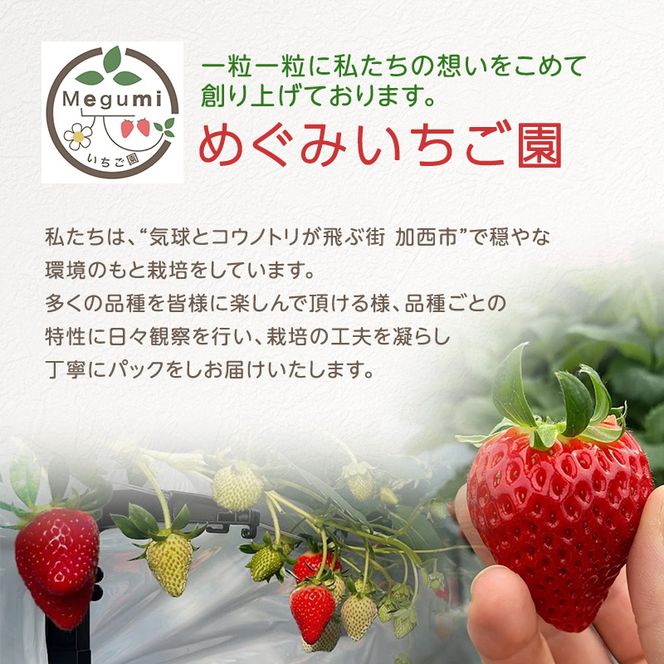 いちご 2パック 兵庫県 加西市 果物類 苺 イチゴ 果物詰合せ フルーツ