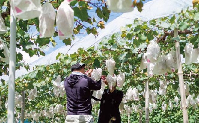訳あり 悟紅玉  旧ゴルビー 2房 合計800g以上 産地直送 朝採れ ぶどう 葡萄 岡山 Kawahara Green Farm 岡山県産 2026年 先行予約