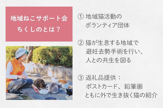 保護猫 支援 猫保護活動への支援 ポストカード [地域ねこサポート会ちくしの 福岡県 筑紫野市 21761293] 保護 動物 猫 応援 ネコ ねこ ペット動物愛護 愛護 保護活動 クリポス メール便 メール便対応