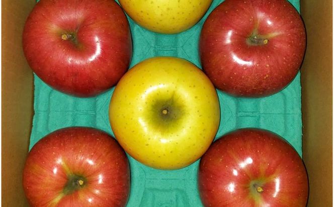 サンふじ・シナノゴールド詰合せ（贈答用） 各約1.5kg 計3kg　トメズファーム　りんご　長野　信州　小諸　果物　フルーツ　食べ比べ