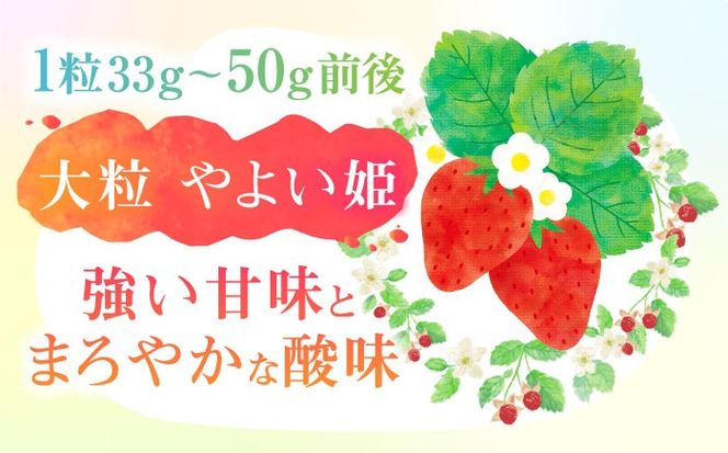 朝摘み 愛知県産 大粒 完熟やよい姫 約200g×4パック いちご やよい姫 完熟 愛西市/くぼ苺農園[AECJ004]