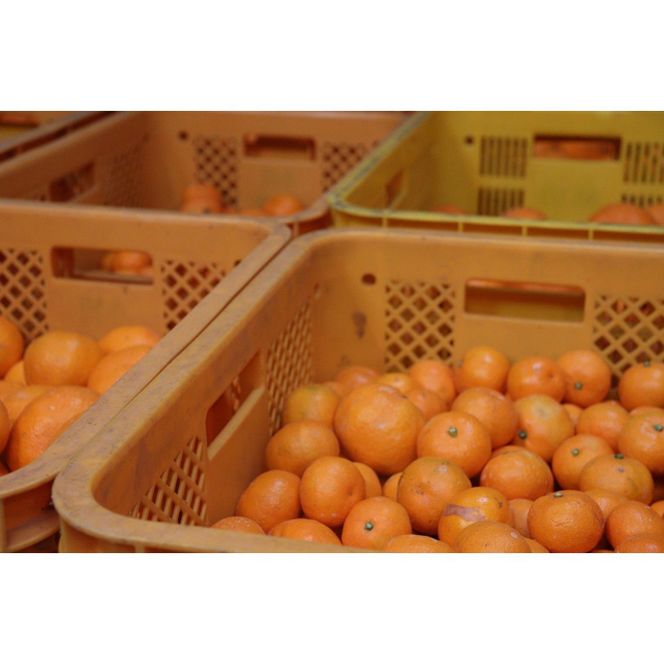 数量限定 有田みかんの産地から届く 果汁100％！ 搾りたての柑橘ジュース 180ml×24本 	DB034