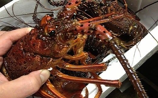【数量限定】創業100年の日本料理店が作る 1段重 おせち(3人前) 冷蔵 2027年 創業大正九年 日本料理 小伴天 料亭 伊勢海老 アワビ うなぎ 数の子 栗きんとん からすみ いくら 贈り物 おせち料理 お正月 正月料理 人気 高リピート H007-088