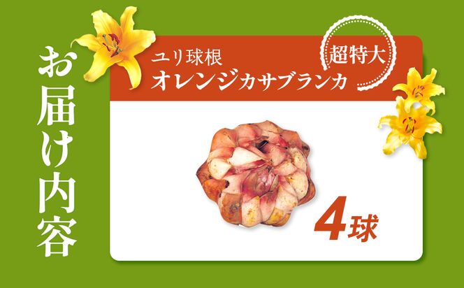 ユリ球根 超特大球オレンジカサブランカ 4球 橙花品種 花 フラワー 園芸 ガーデニング 植物 高品質 送料無料