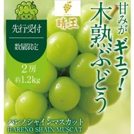 先行予約 晴王 木熟ぶどう ハレノシャイン シャインマスカット晴王 2房 約1.2kg 9月～11月発送 種無し 皮ごと食べる みずみずしい 甘い フレッシュ 糖度保証 厳選品質 冷蔵 瀬戸内 果物大国 ハレノフルーツ