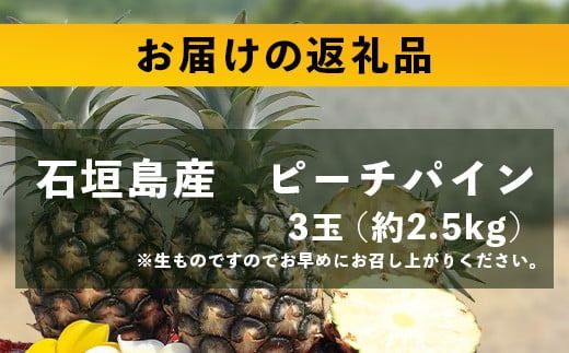 【先行予約】《2026年5月上旬頃より順次発送》石垣島産 ピーチパイン (3玉 約2.5㎏) 【 産地直送 沖縄 石垣 パイナップル フルーツ 】石垣さんちの石垣トロピカルファーム TP-10