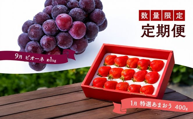 定期便 2回 うるう農園 2027年1月発送 特選 あまおう 400g ゆう美果樹園 2027年9月発送 ピオーネ 1～3房 約1kg いちご ピオーネ セット ※配送不可：離島