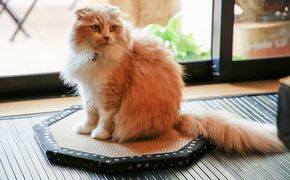 ひょうごの匠がつくる畳インテリア 八角形畳 福祉用品 