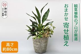 オリジナルアレンジ観葉植物　Lサイズ【寄せ植え インテリア リビング 室内 グリーン 植物 癒し リフレッシュ】 (H086106)