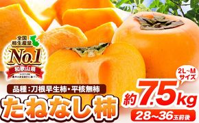 【先行予約】たねなし柿（刀根早生柿・平核無柿）約7.5kg（28～36玉前後） 《2025年9月中旬-11月上旬頃出荷》 和歌山県 紀の川市 種なし柿 産地直送 柿 果物 フルーツ 2L～Mサイズ カキ---wfn_wlocal38_9c11j_24_16000_75---