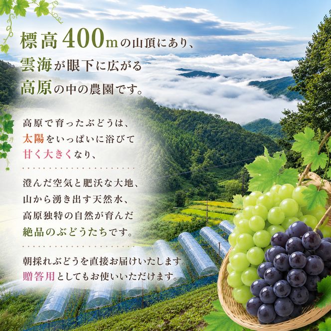 ぶどう 食べ比べセット 2房 合計 1kg 前後 葡萄 フルーツ 岡山 高梁市産 ぜきお農園 ぶどうclub 2026年 先行予約 果物類 マスカット 果物 
